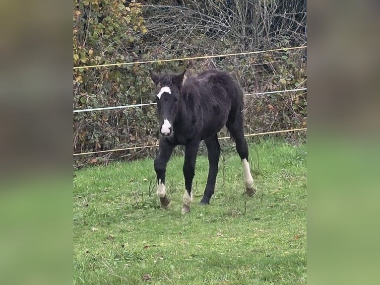 Criollo Stallion 1 year 14,2 hh Black in Sommerkahl