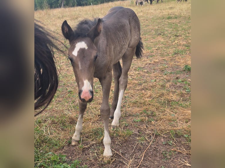 Criollo Stallion 1 year 14,2 hh Black in Sommerkahl