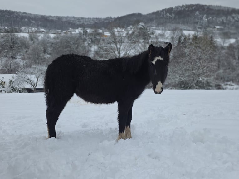 Criollo Stallion 1 year 14,2 hh Black in Sommerkahl