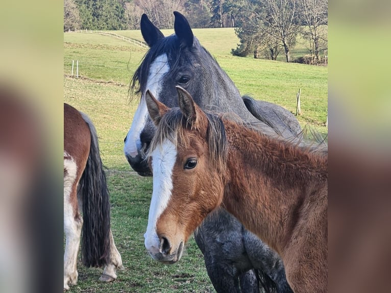 Criollo Stallion 1 year 14,2 hh  in Michelstadt