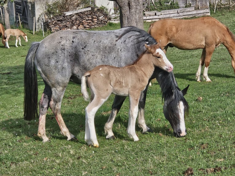 Criollo Stallion 1 year 14,2 hh  in Michelstadt