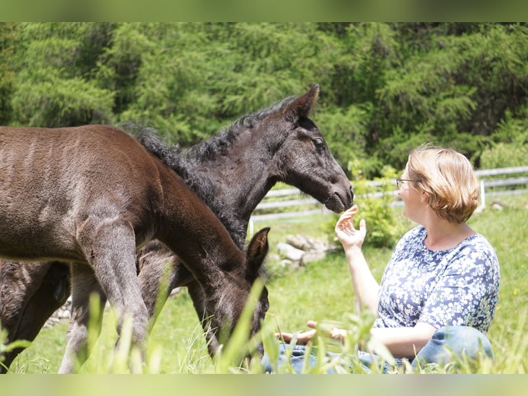Criollo Stallion 1 year Black in Tinizong