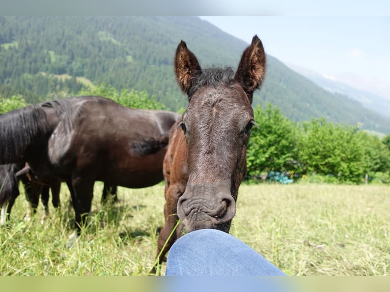 Criollo Stallion 1 year Black in Tinizong