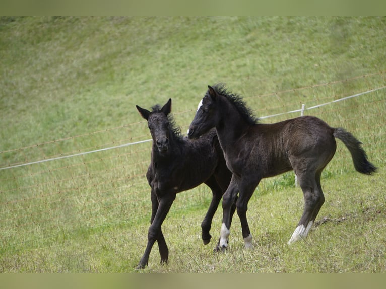 Criollo Stallion 1 year Black in Tinizong