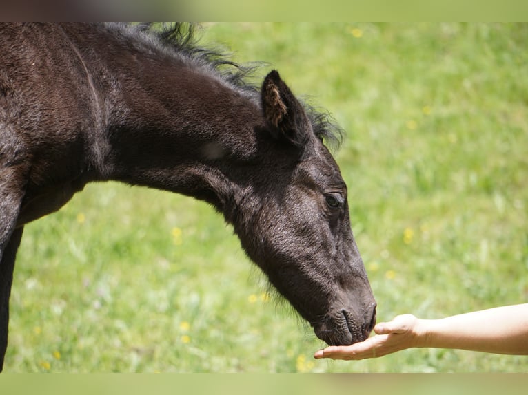 Criollo Stallion 1 year Black in Tinizong