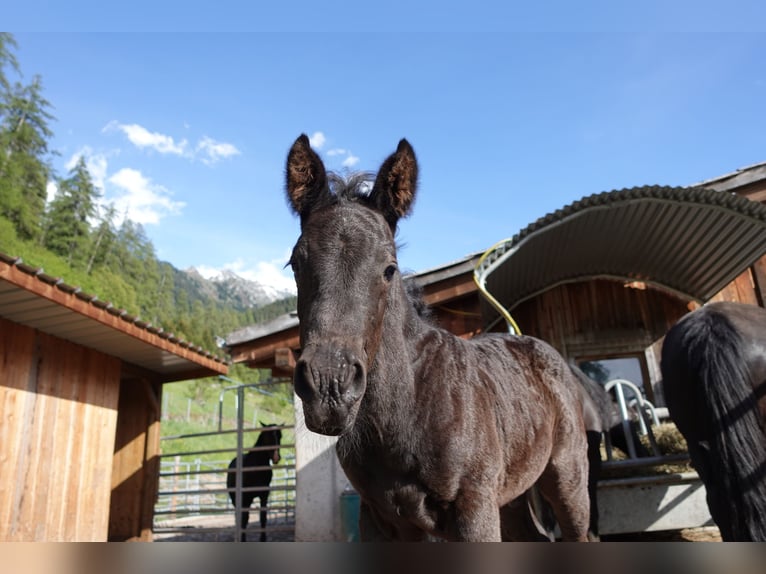 Criollo Stallion 1 year Black in Tinizong