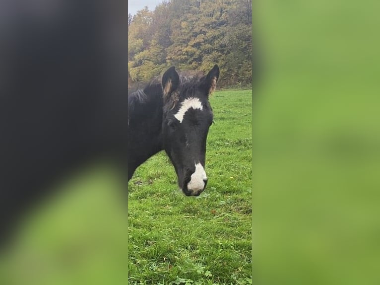 Criollo Stallion 1 year Black in Stockstadt am Main