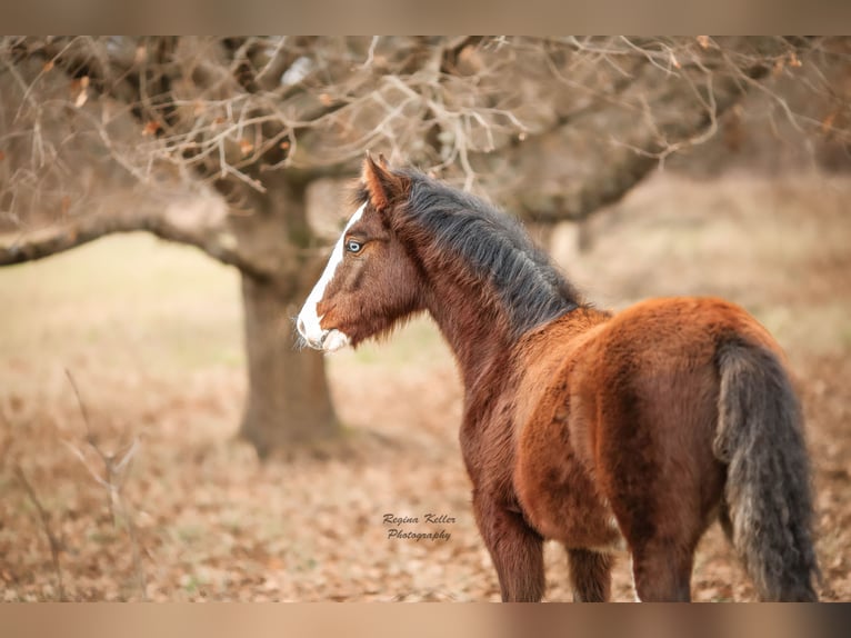 Criollo Stallion 1 year Brown in Faulbach