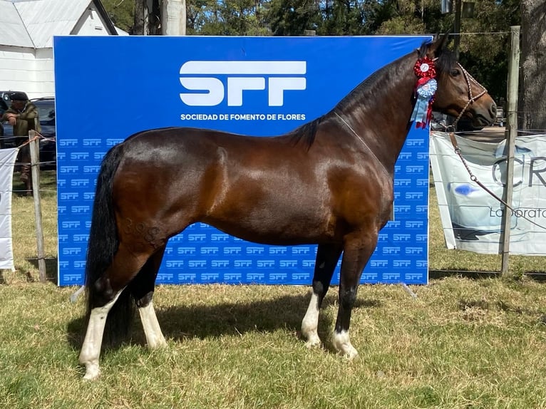 Criollo Stallion 1 year Brown in Faulbach