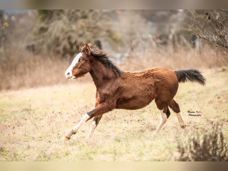 Criollo Stallion 1 year Brown in Faulbach