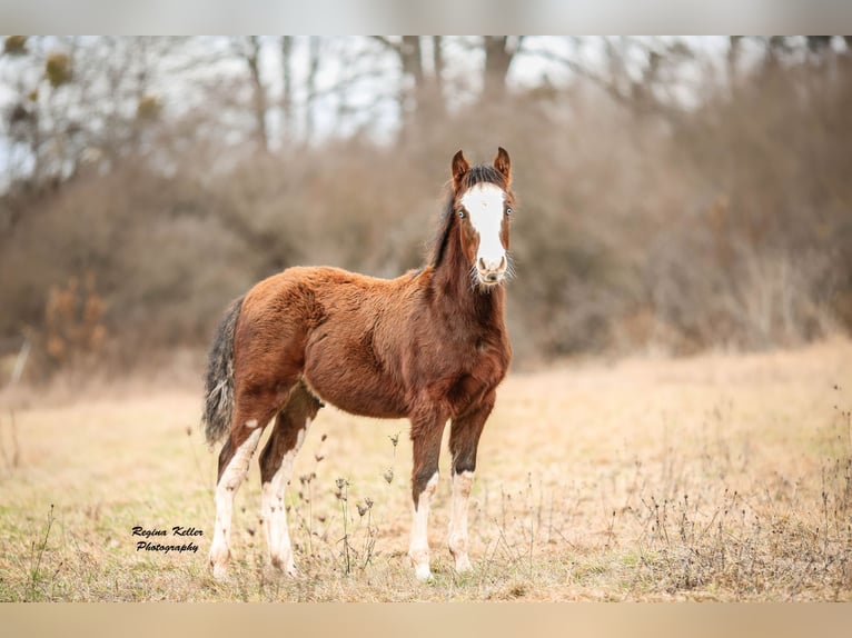 Criollo Stallion 1 year Brown in Faulbach