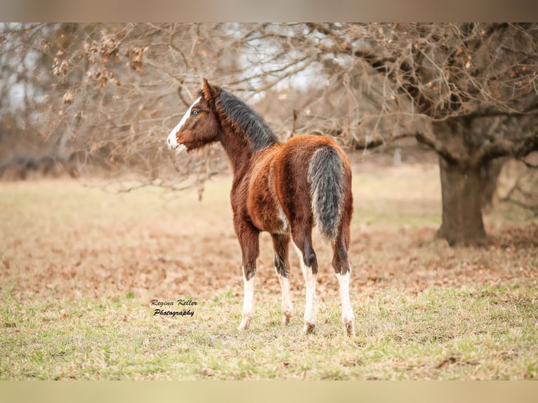 Criollo Stallion 1 year Brown in Faulbach