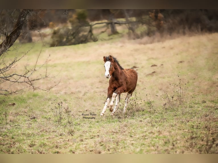 Criollo Stallion 1 year Brown in Faulbach