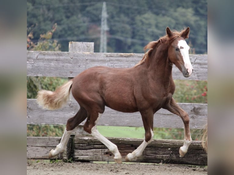 Criollo Stallion 1 year  in Mengen