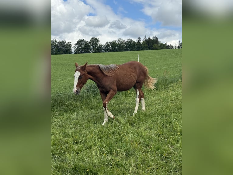 Criollo Stallion 1 year  in Mengen