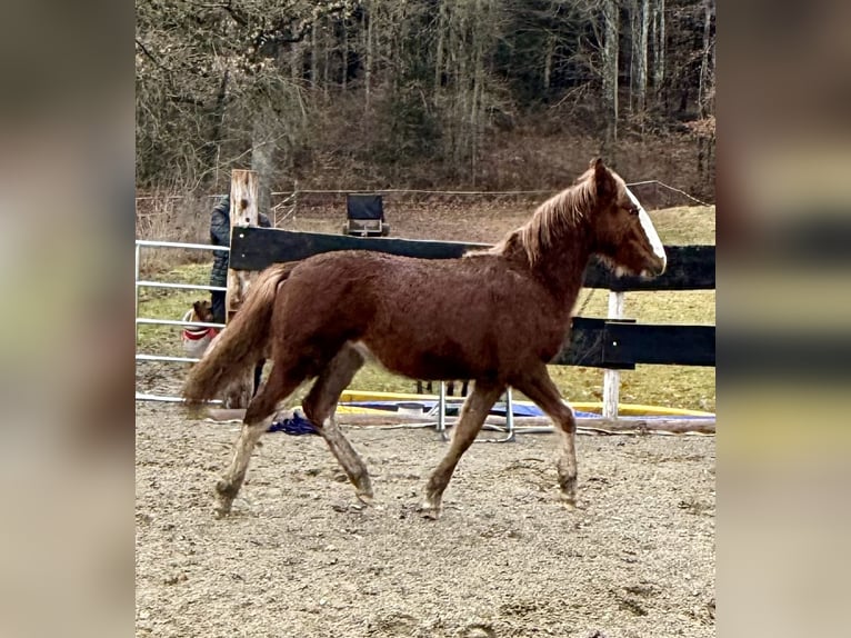 Criollo Stallion 1 year  in Mengen