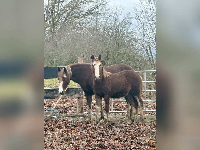 Criollo Stallion 1 year  in Mengen