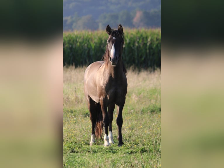Criollo Stallion 2 years 13,2 hh Grullo in Mengen
