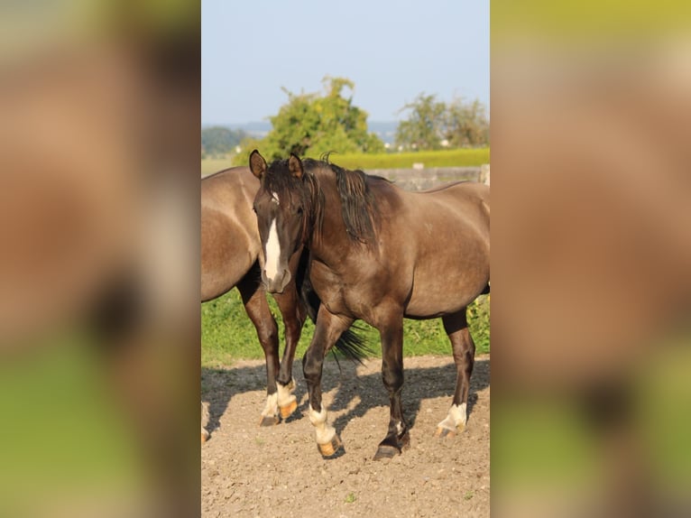 Criollo Stallion 2 years 13,2 hh Grullo in Mengen