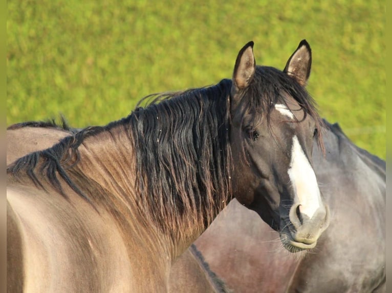 Criollo Stallion 2 years 13,2 hh Grullo in Mengen