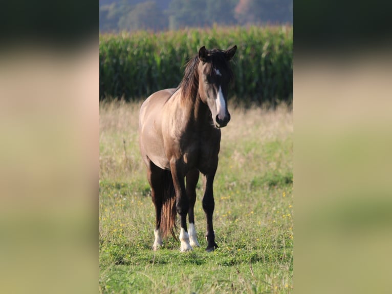 Criollo Stallion 2 years 13,2 hh Grullo in Mengen