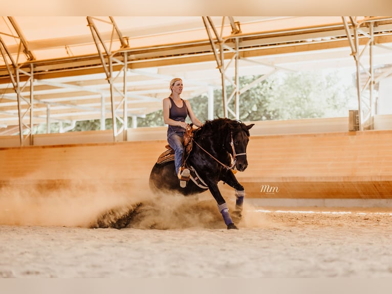 Criollo Stallion Bay-Dark in Oberndorf am Lech