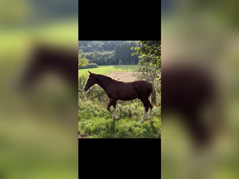 Criollo Stallion Foal (05/2025) 13,3 hh Chestnut in Mengen