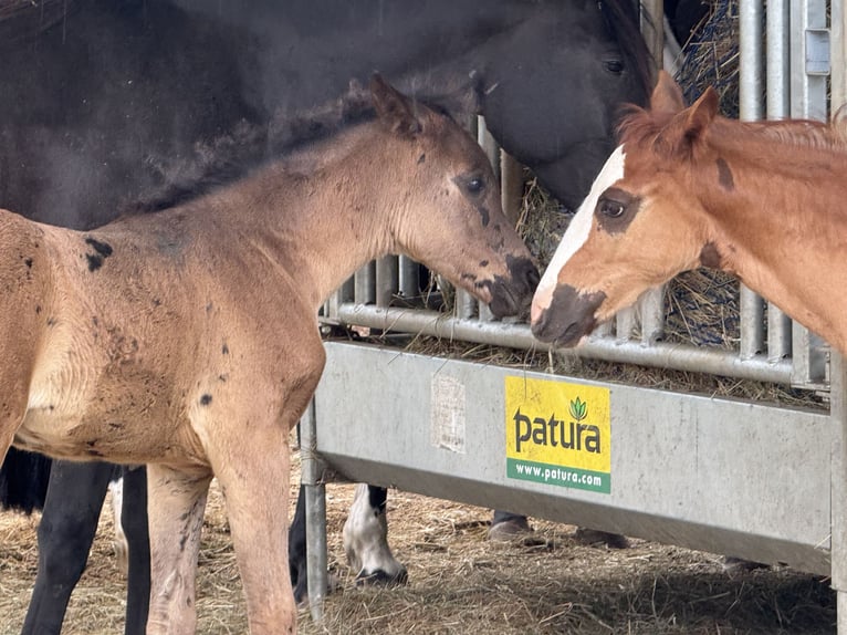 Criollo Stallion  13,3 hh Chestnut in Mengen
