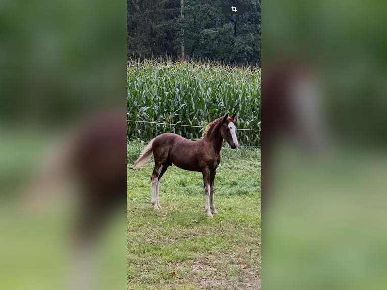 Criollo Stallion Foal (05/2025) 13,3 hh Chestnut in Mengen