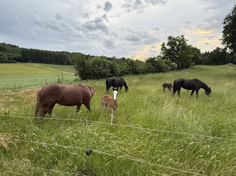 Criollo Stallion  13,3 hh Chestnut in Mengen