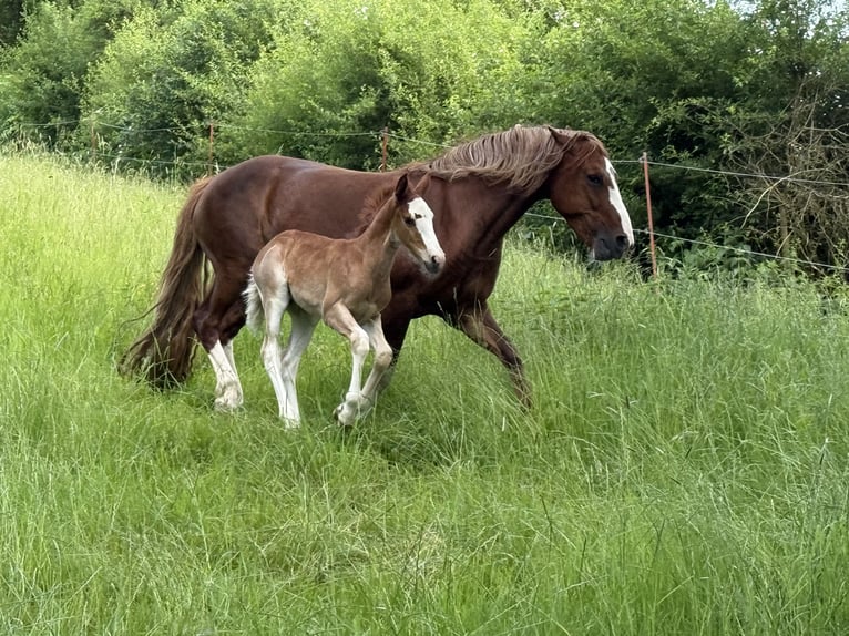 Criollo Stallion Foal (05/2025) 13,3 hh Chestnut in Mengen