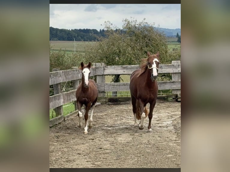 Criollo Stallion Foal (05/2025) 13,3 hh Chestnut in Mengen