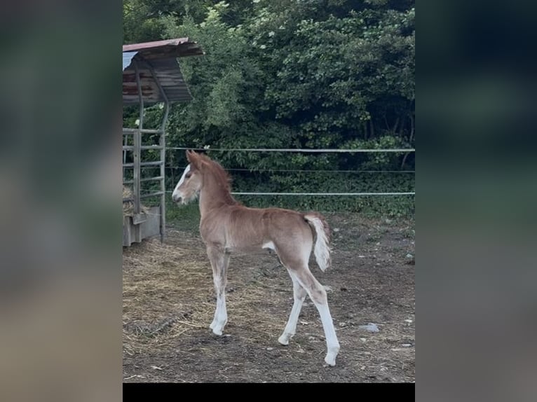 Criollo Stallion  13,3 hh Chestnut in Mengen