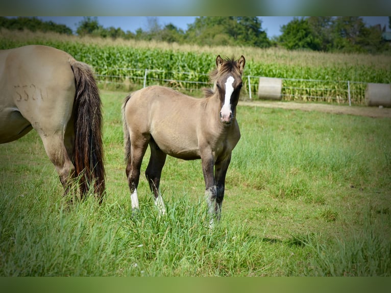 Criollo Stallion Foal (05/2024) 14,1 hh Grullo in Wörth am Main