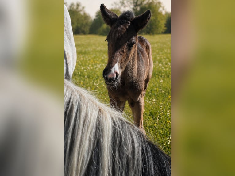 Criollo Stallion Foal (04/2026) 14.2 hh Bay-Dark in Stockstadt am Main