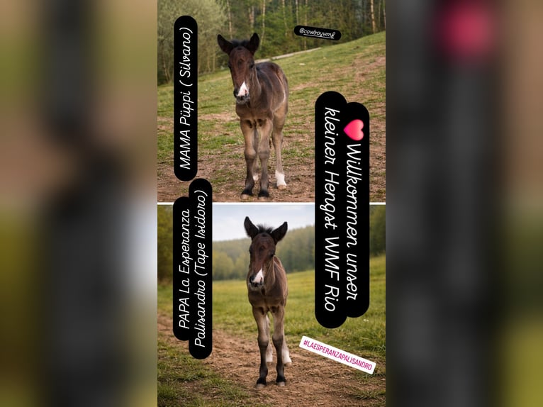 Criollo Stallion Foal (04/2026) 14.2 hh Bay-Dark in Stockstadt am Main