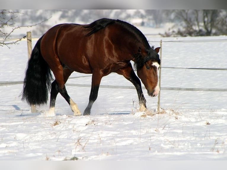 Criollo Stallion Foal (04/2026) 14.2 hh Bay-Dark in Stockstadt am Main