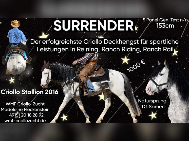 Criollo Stallion Foal (04/2026) 14.2 hh Bay-Dark in Stockstadt am Main