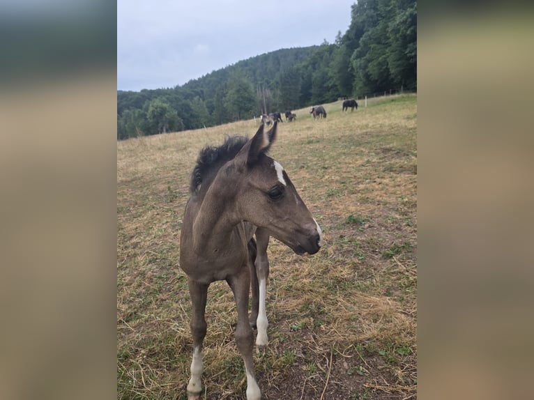 Criollo Stallion Foal (06/2025) 14,2 hh Black in Sommerkahl
