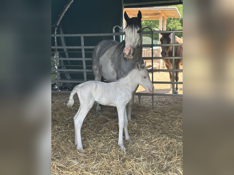 Criollo Stallion Foal (05/2026) 14.2 hh  in Schönau an der Triesting