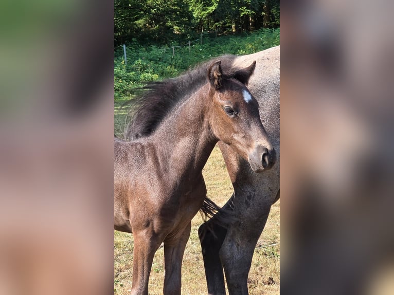 Criollo Stallion Foal (06/2026) 14.2 hh Roan-Blue in Stockstadt am Main