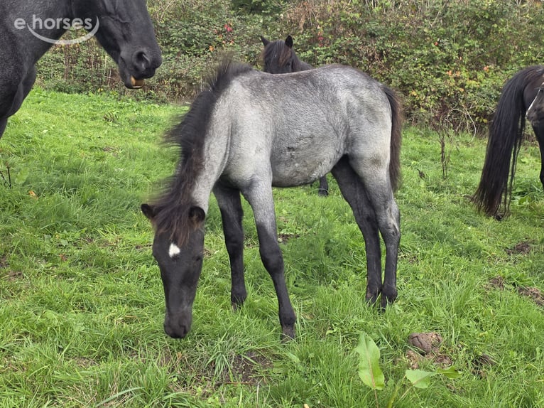Criollo Stallion Foal (06/2026) 14.2 hh Roan-Blue in Stockstadt am Main