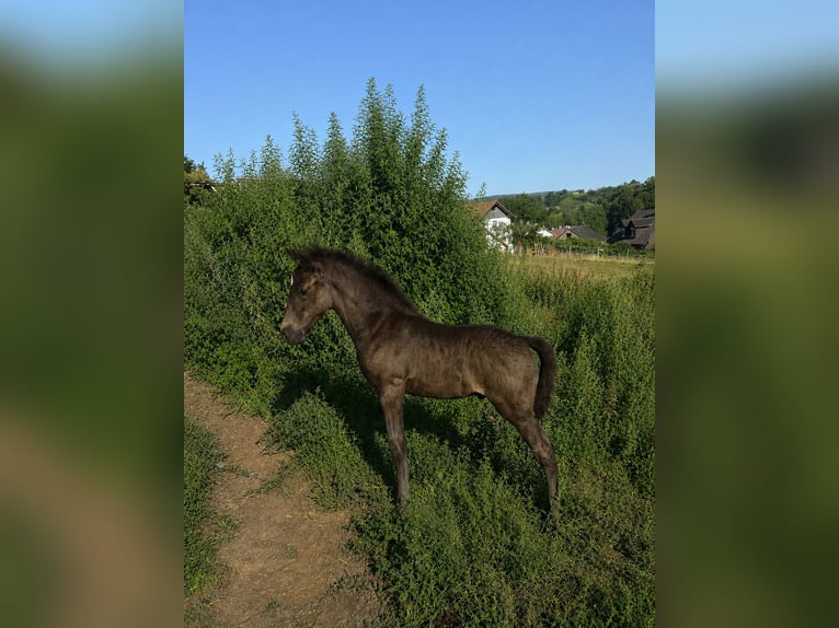 Criollo Stallion Foal (06/2026) 14.2 hh Roan-Blue in Stockstadt am Main