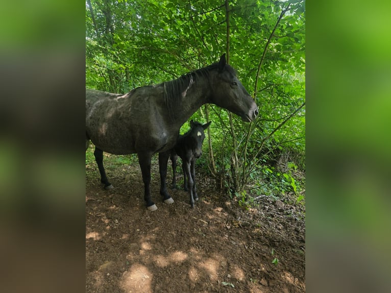 Criollo Stallion Foal (06/2026) 14.2 hh Roan-Blue in Stockstadt am Main