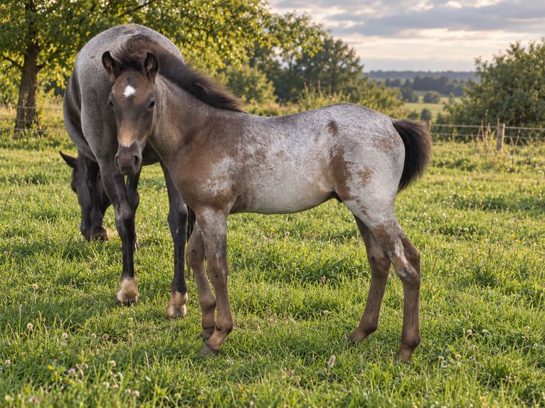 Criollo Stallion Foal (06/2026) 14.2 hh Roan-Blue in Stockstadt am Main
