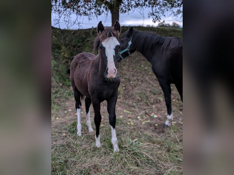 Criollo Stallion Foal (05/2024) 14,2 hh Roan-Blue in Sommerkahl