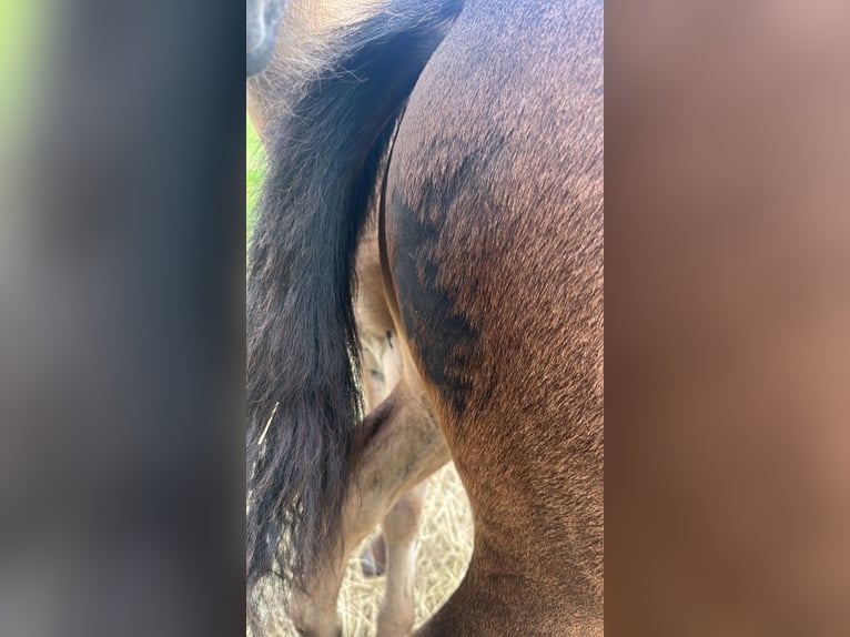 Criollo Stallion Foal (06/2025) 14,1 hh Black in Theres