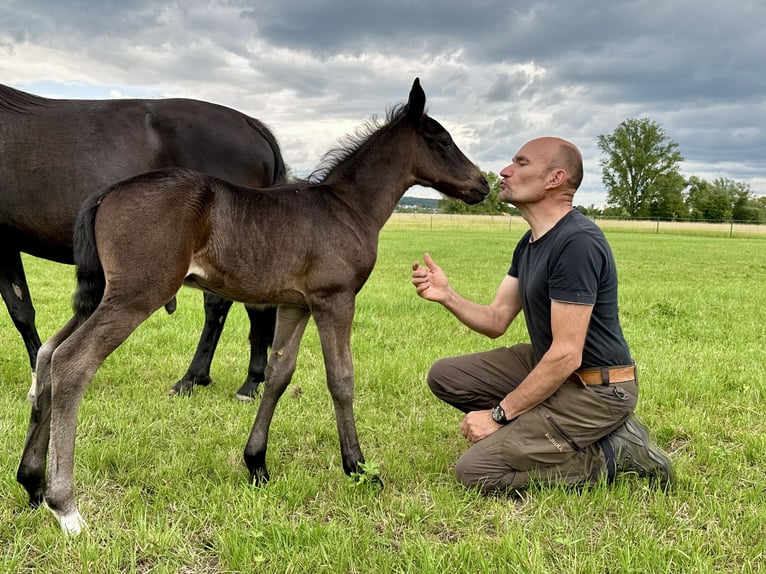 Criollo Stallion Foal (06/2025) 14,1 hh Black in Theres
