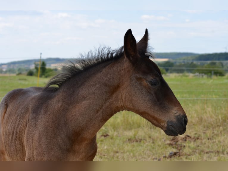 Criollo Stallion  14,1 hh Brown in Theres