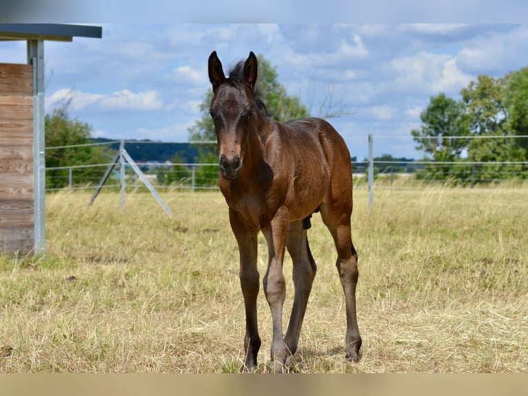 Criollo Stallion  14,1 hh Brown in Theres